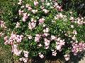 The Fairy Rose / Rosa 